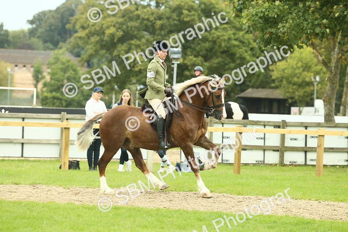 SBM_72103 - S60 - Mountain & Moorland Ridden Large Breeds