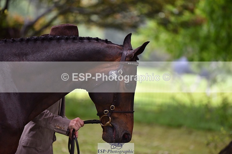 240522-161458-00813 - 162-HAZZLE_DAZZLE-Henry_Hobby