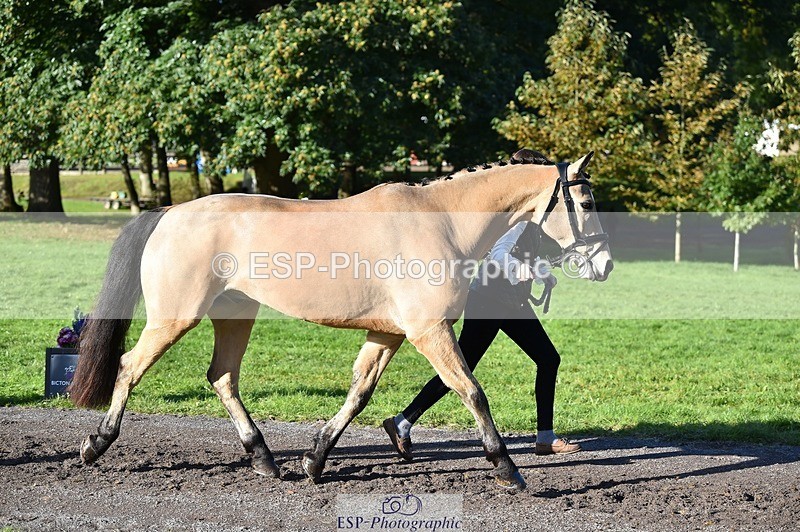 231022-102958-22522 - 442-BICTON.INCREDIBLY.DUN-millie.jo.challinor-TrotUp+SJ