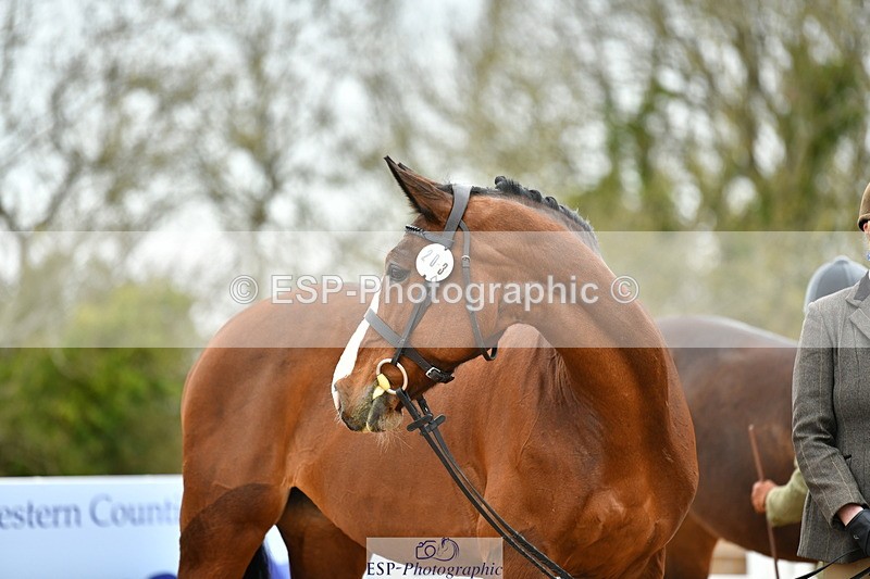 230416A-135318-04963 - Cls 60 Ridden Show Horse