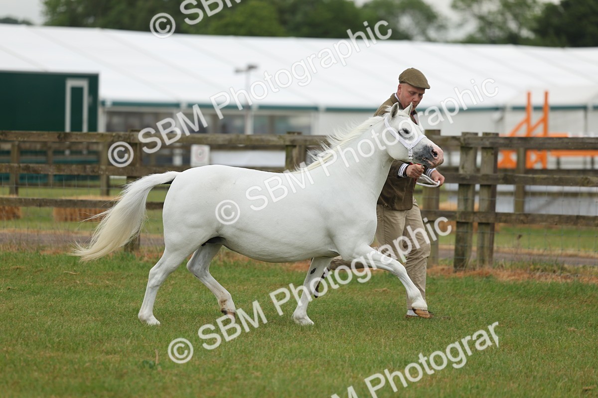 SBM_01669 - Class 50-57 - M&M Welsh Pony In Hand
