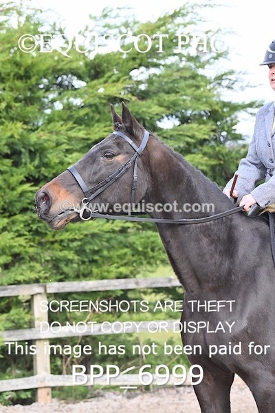 BPP_6999 - RING 1  (RIDDEN HORSES / IN HAND / VETERAN ETC)