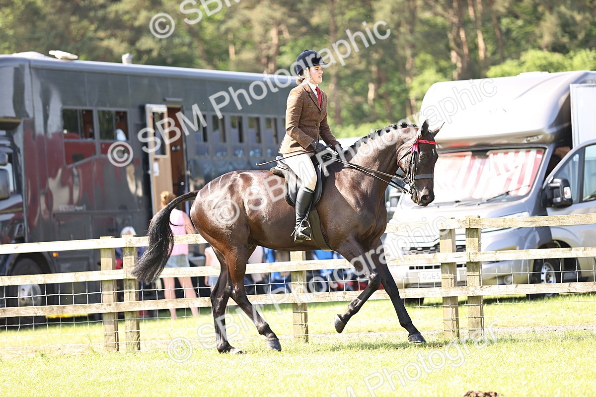 SBM_12978 - Class 75-76 LIHS BSHA Rising Star Hack Riding Horse