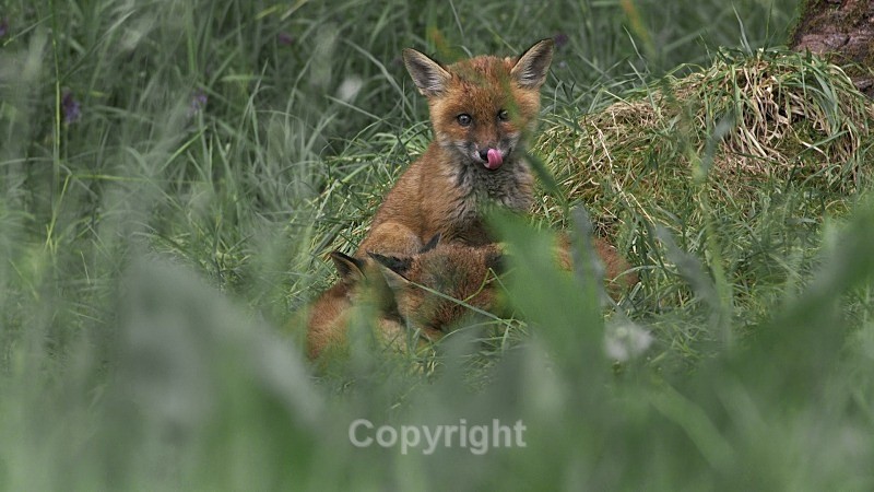  - Various Mammals