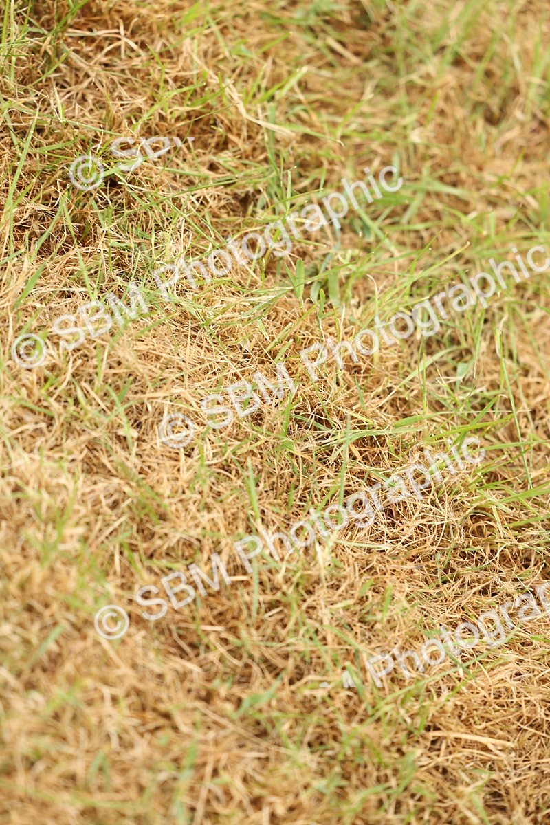 SBM_04849 - Class 50-57 - M&M Welsh Pony In Hand