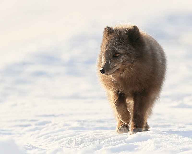 Svalbard dark Arctic Fox walking - Arctic Fox