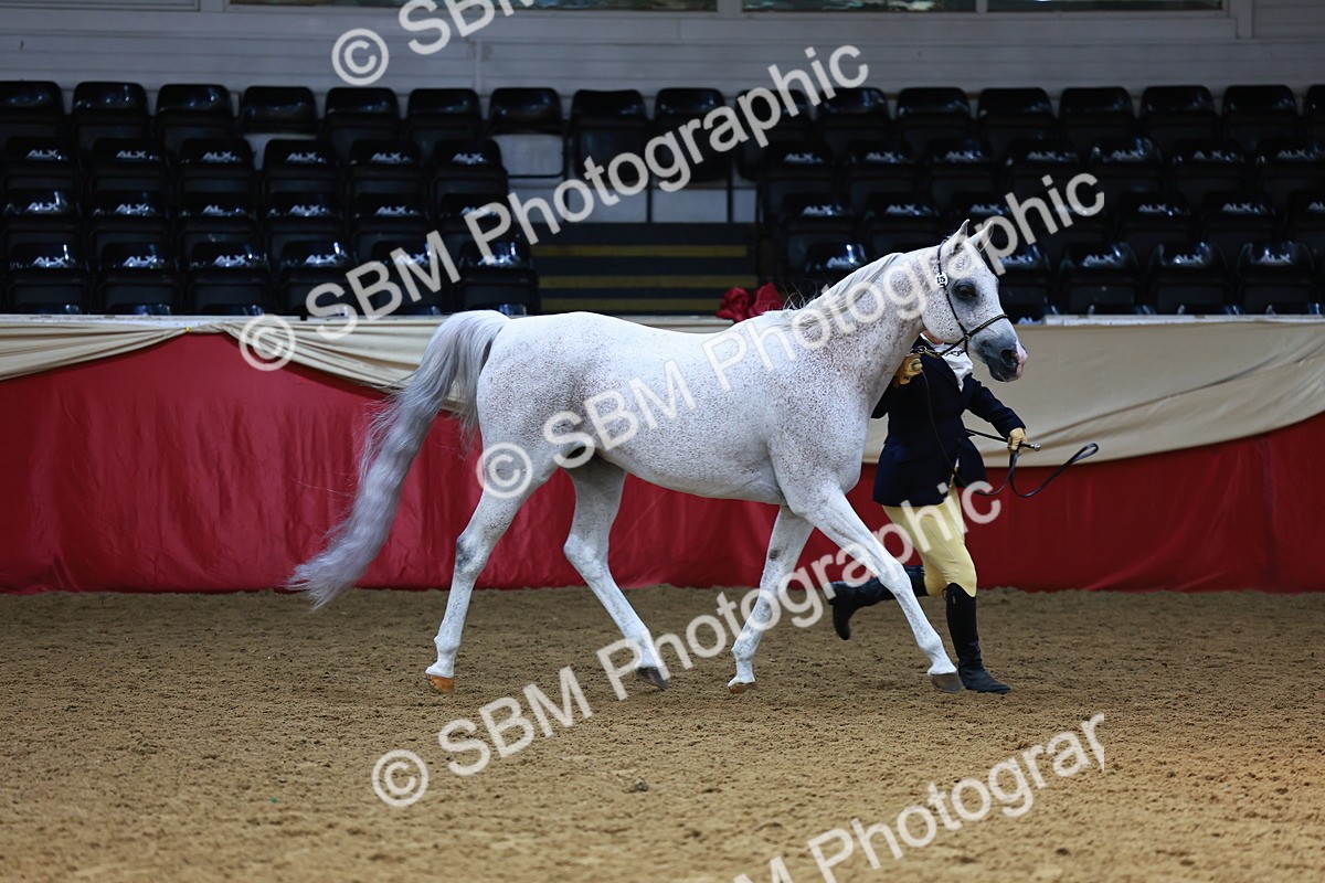 SBM_23245 - Class 903 - Supreme Final - IH Pre Vet