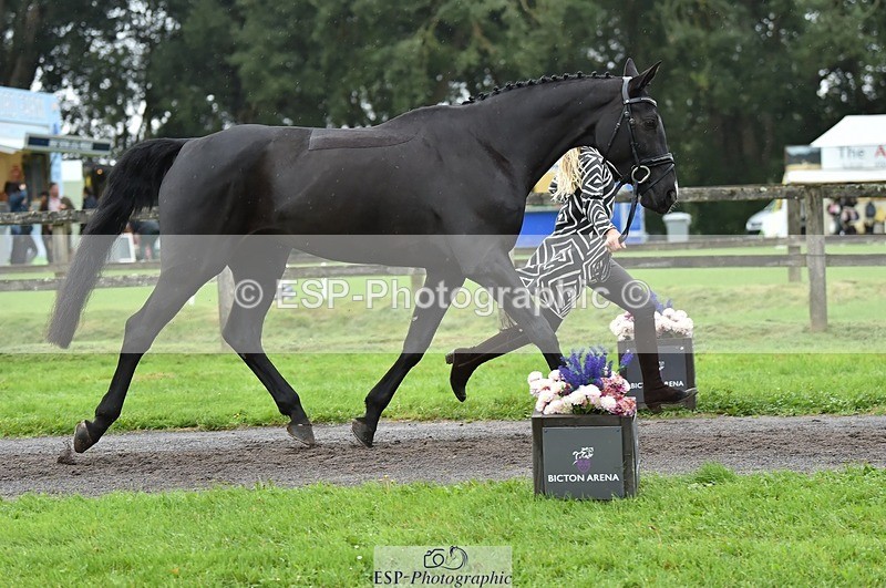 231018-124320-00477 - 056-WILLOW.BDA-Lisa.Maynard-TrotUp