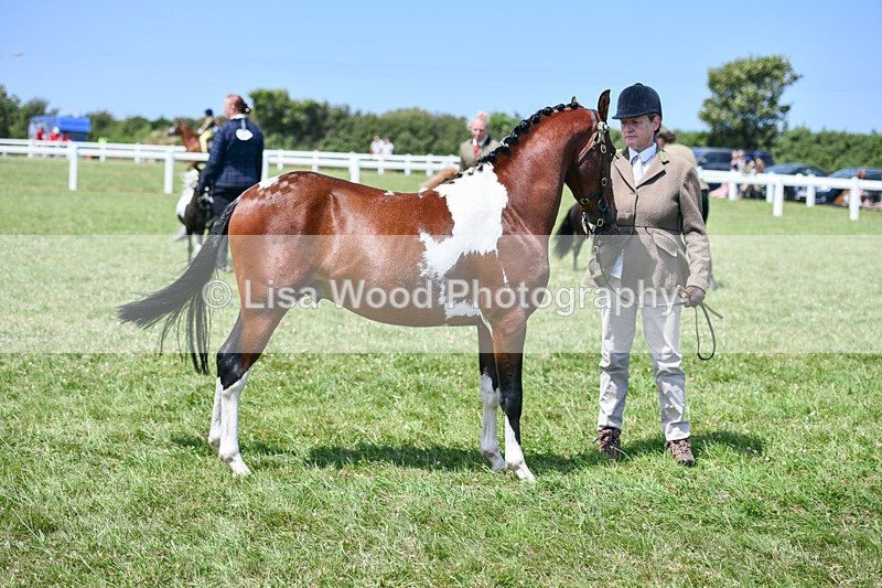 DSC_7393 - Class 62: Coloured Pony Youngstock