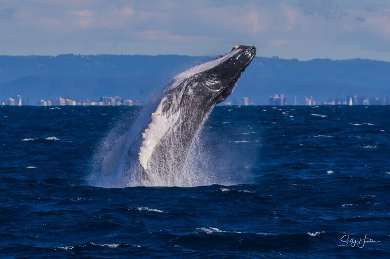 Humpback Breach into the wind 9. 0A3A2636 - 2025 Whales