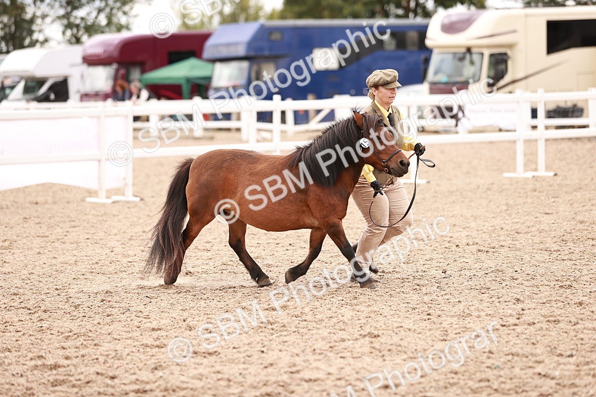 SBM_16902 - Class 415 - Horse-Pony Judge would most like to take home