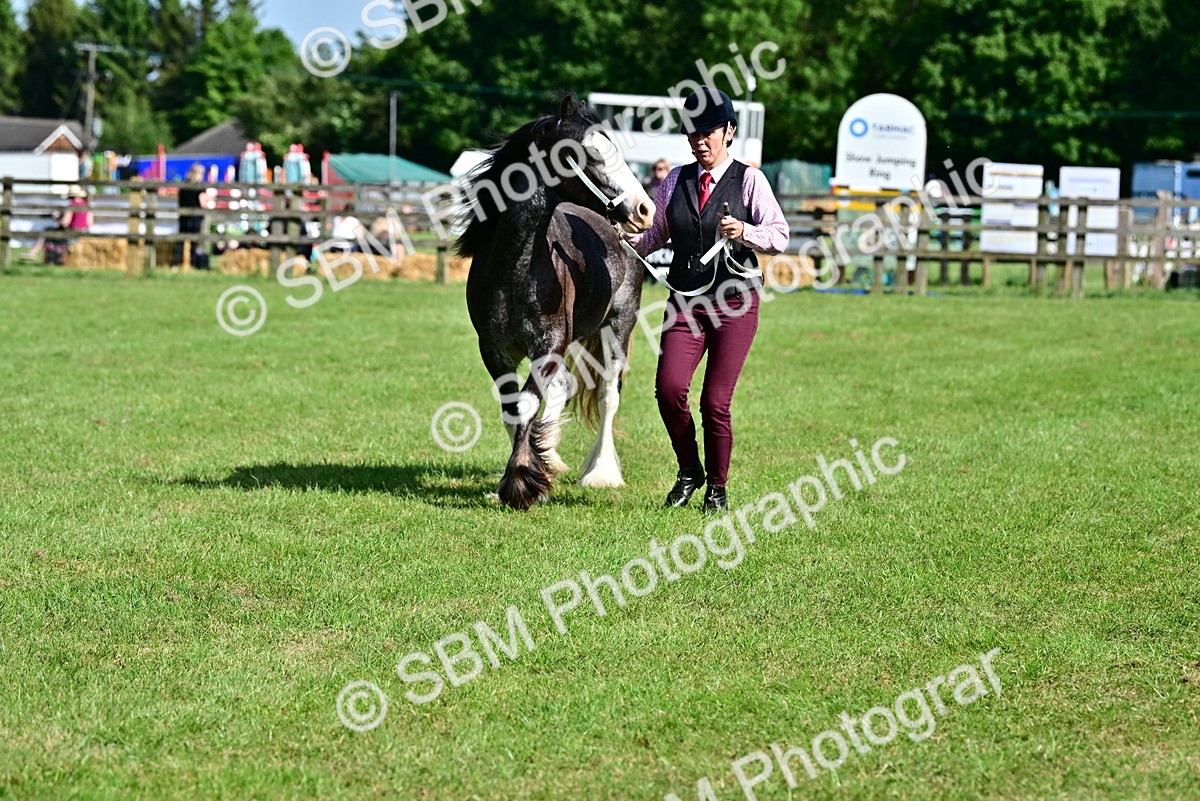 SBM_09999 - Class 63-65 - Traditional Gypsy Cobs In Hand & Ridden