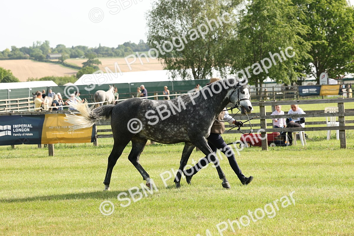 SBM_00727 - Class 6-13 - Mountatin and Moorland In Hand Welsh Breeds