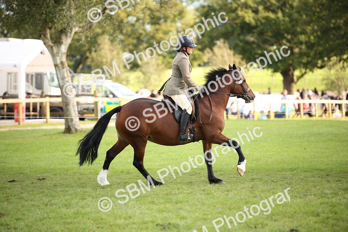 SBM_54253 - S27 - Mature Veteran - Ridden