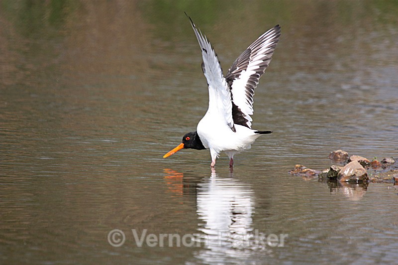 Oyster Catcher - Wild Birds