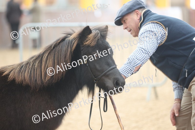 20251109-0013 - Class 2 - Yearling, Colt, filly or gelding