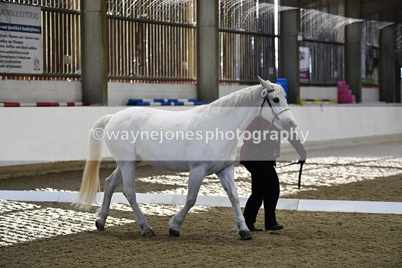 WJ5_3704 - Class 5 In Hand Veterans
