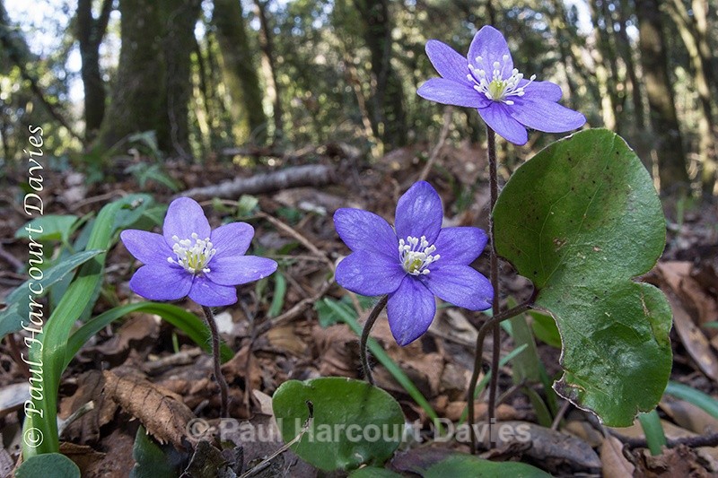  - Plants: wide-angle
