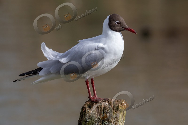 black headed gull Chroicocephalus ridibundus-4973 - UK birds