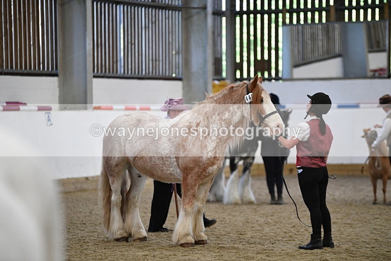 WJ5_4737 - Class 7 In hand coloured / odd coloured