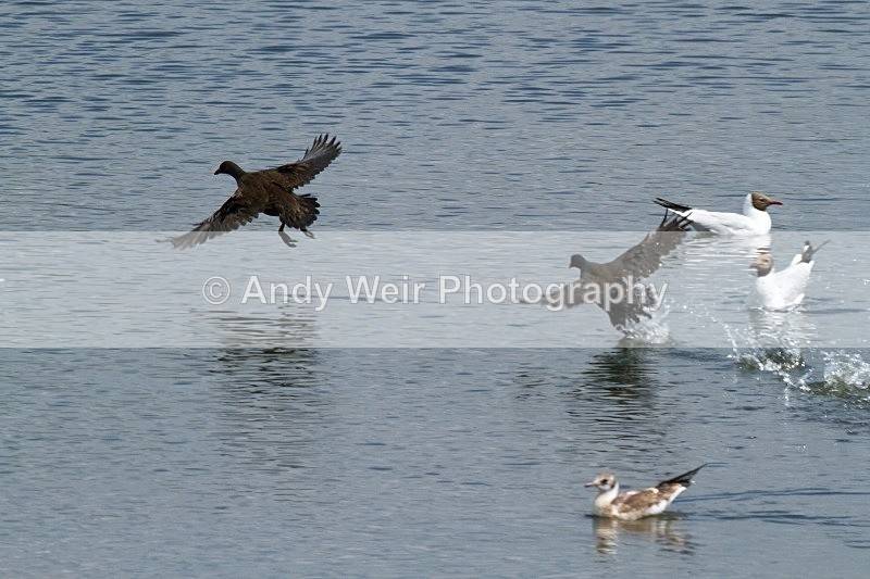 20110702-IMG_6199 - Rails & Coots