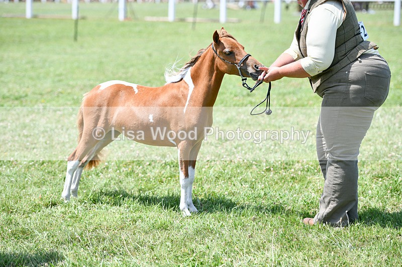 DSC_7349 - Class 62: Coloured Pony Youngstock