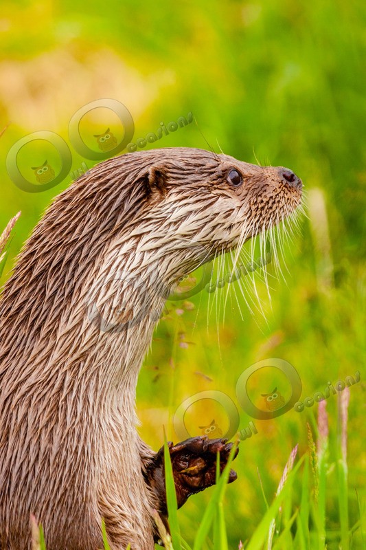european otter lutra lutra-11 - UK Wildlife