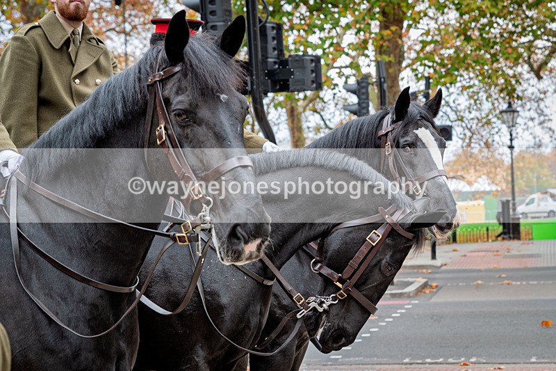 Z62_4442 - Animals In War Memorial 2025 - Park Lane, London