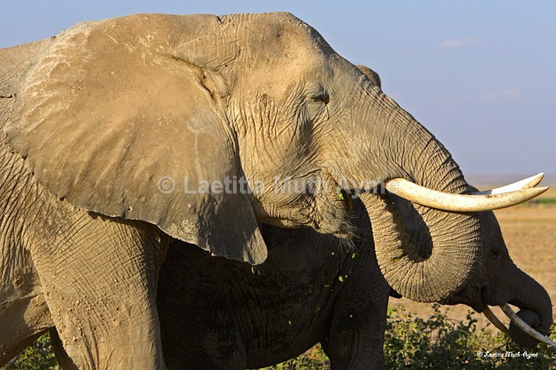 _M7B0139 Amboseli - Elephants