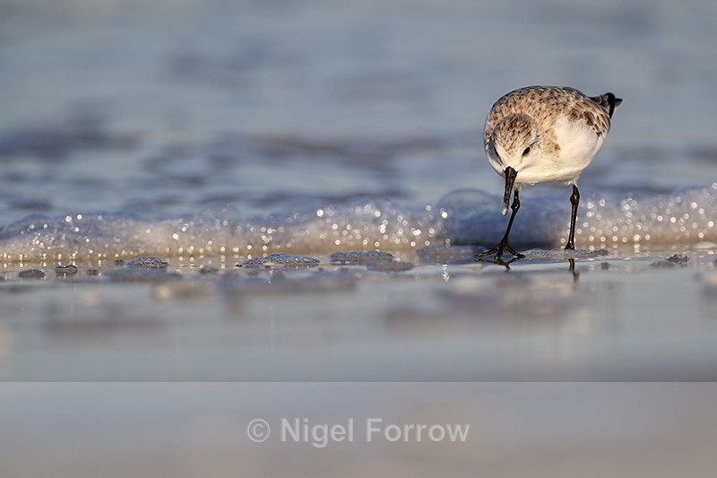 Sanderling searching for food, Fort De Soto, Florida - Sanderling