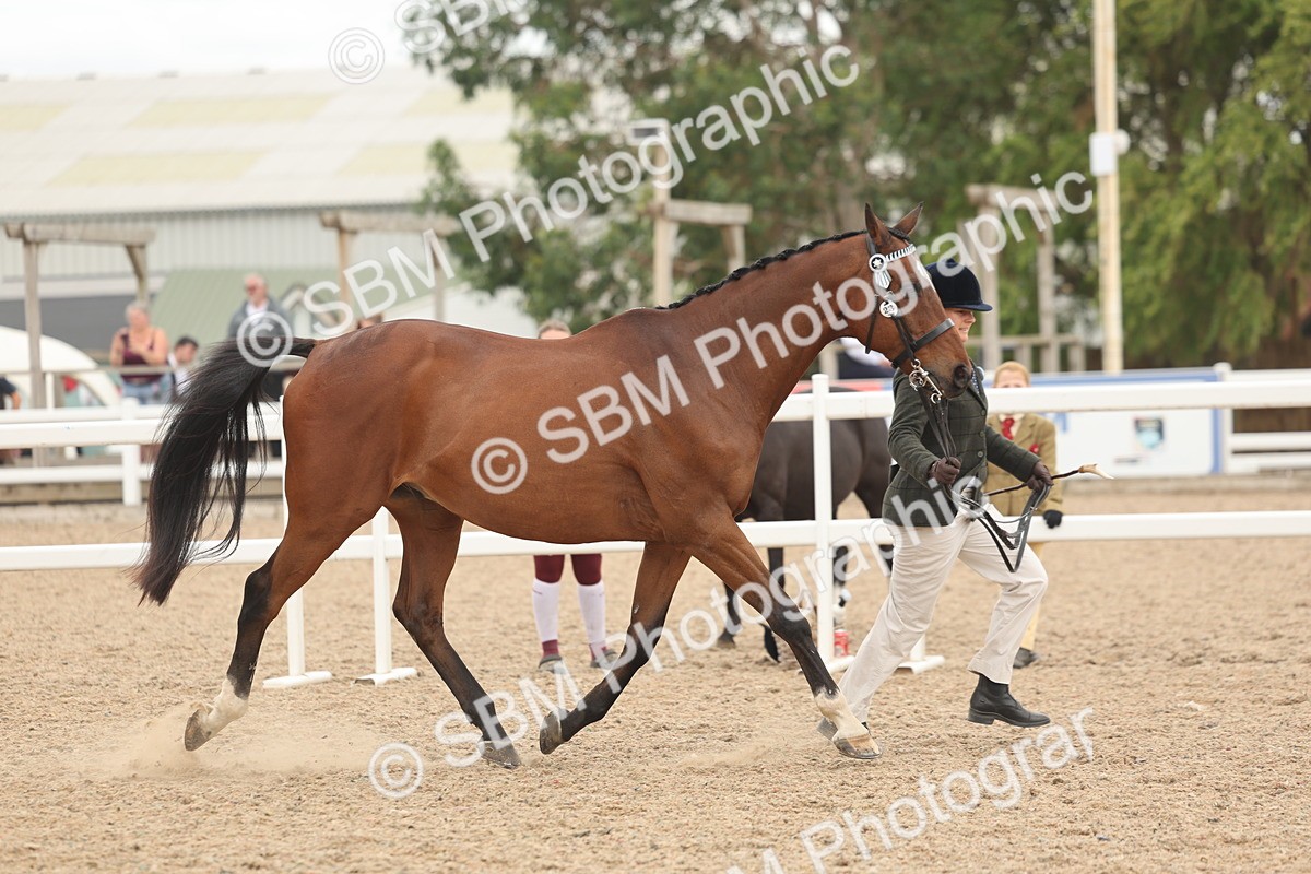 SBM_17043 - Class 313 - IH Retired Racehorse