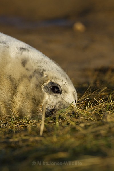 GREY SEAL PUP APPROX 8 DAYS OLD - GREY SEALS & PUPS GALLERY