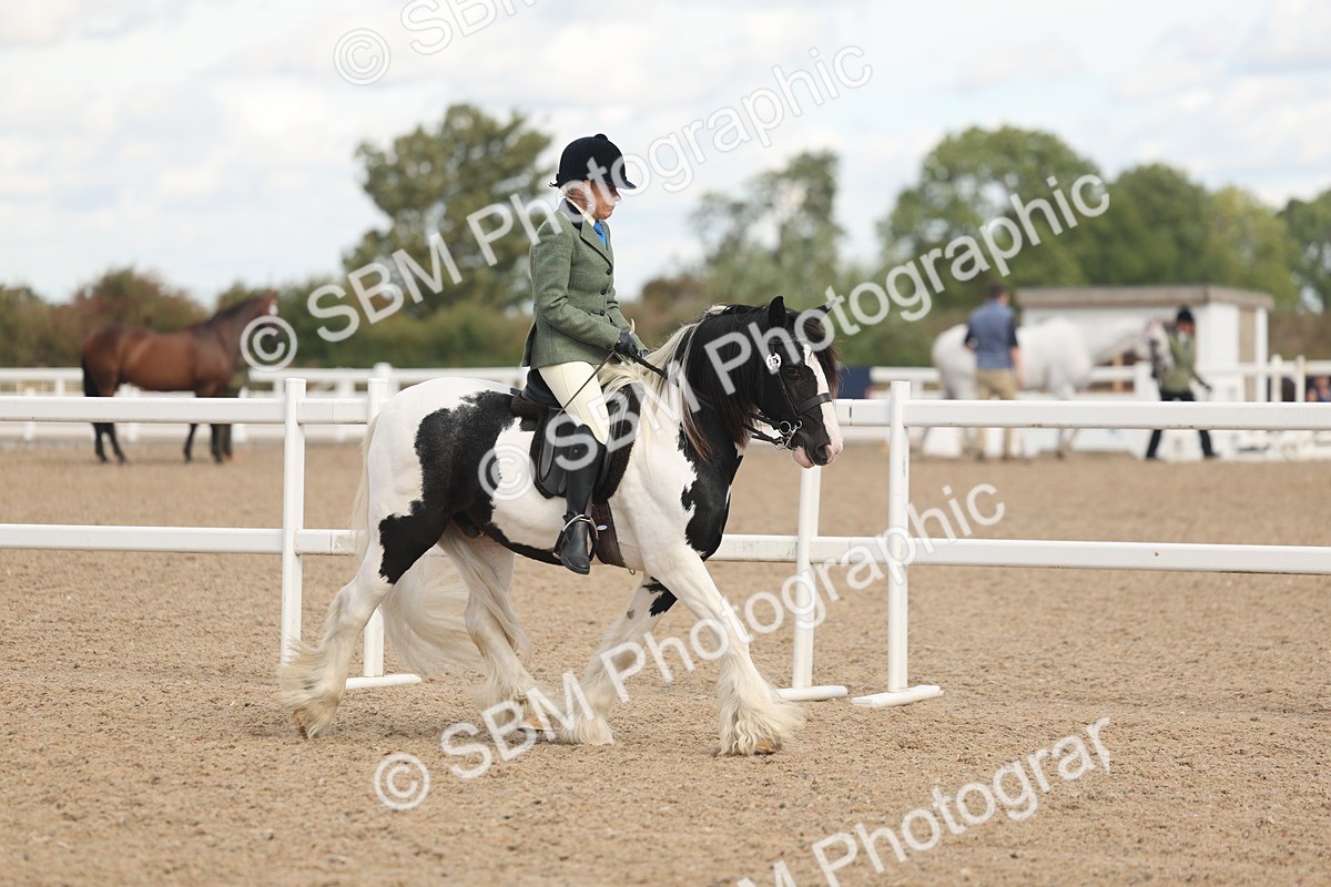 SBM_14639 - Class 307 - Ridden Coloured Pony