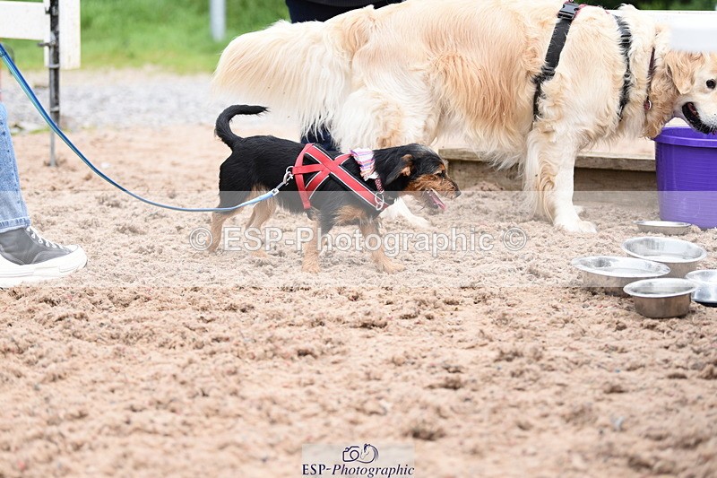 240518A-110618-00736 - Cls 1 Cutest Puppy