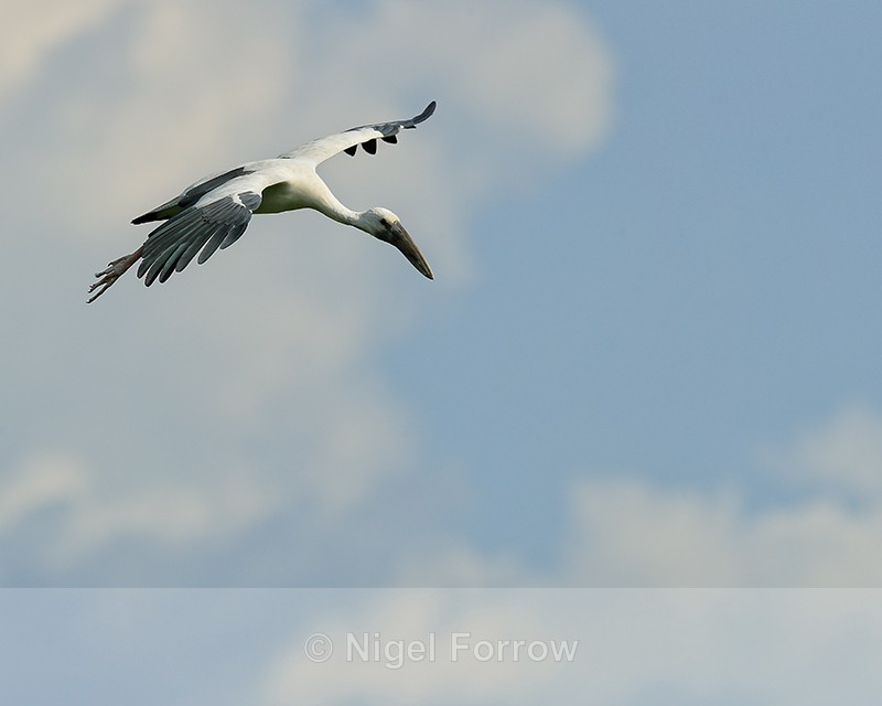 Flying Asian Openbill, Gao Giong, Vietnam - Asian Openbill
