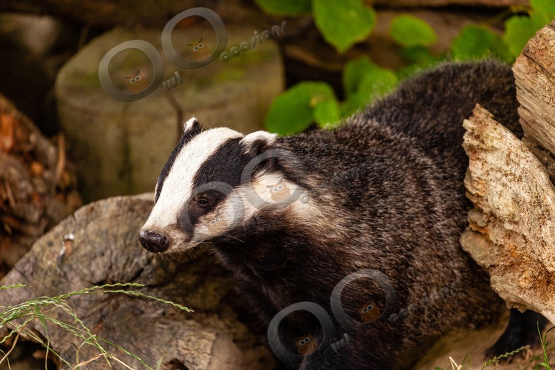 badger Meles meles-6080 - UK Wildlife