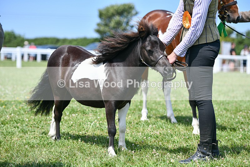DSC_7431 - Class 62: Coloured Pony Youngstock