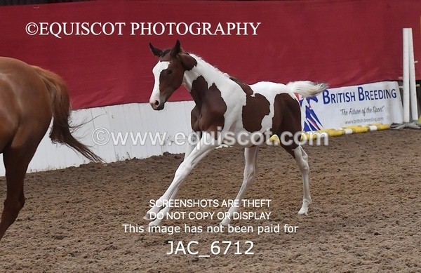 JAC_6712 - 15 Ziggy of Westoak