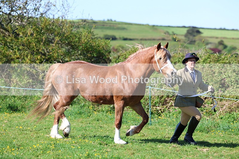 3E7A8557 - Class 13: M & M Large Breeds