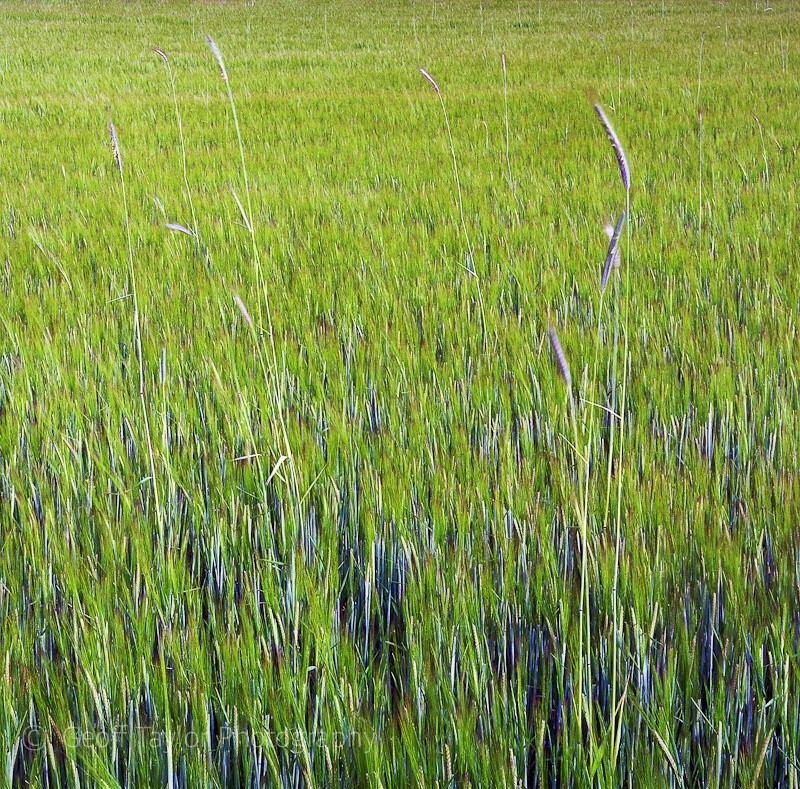 New barley I - A Rural Landscape