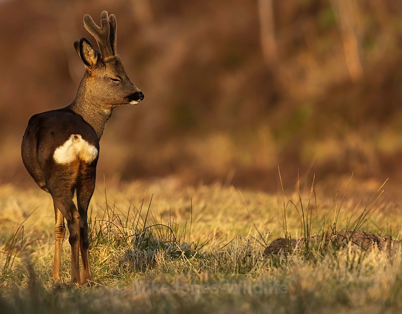 ROE DEER 3 - ROE DEER