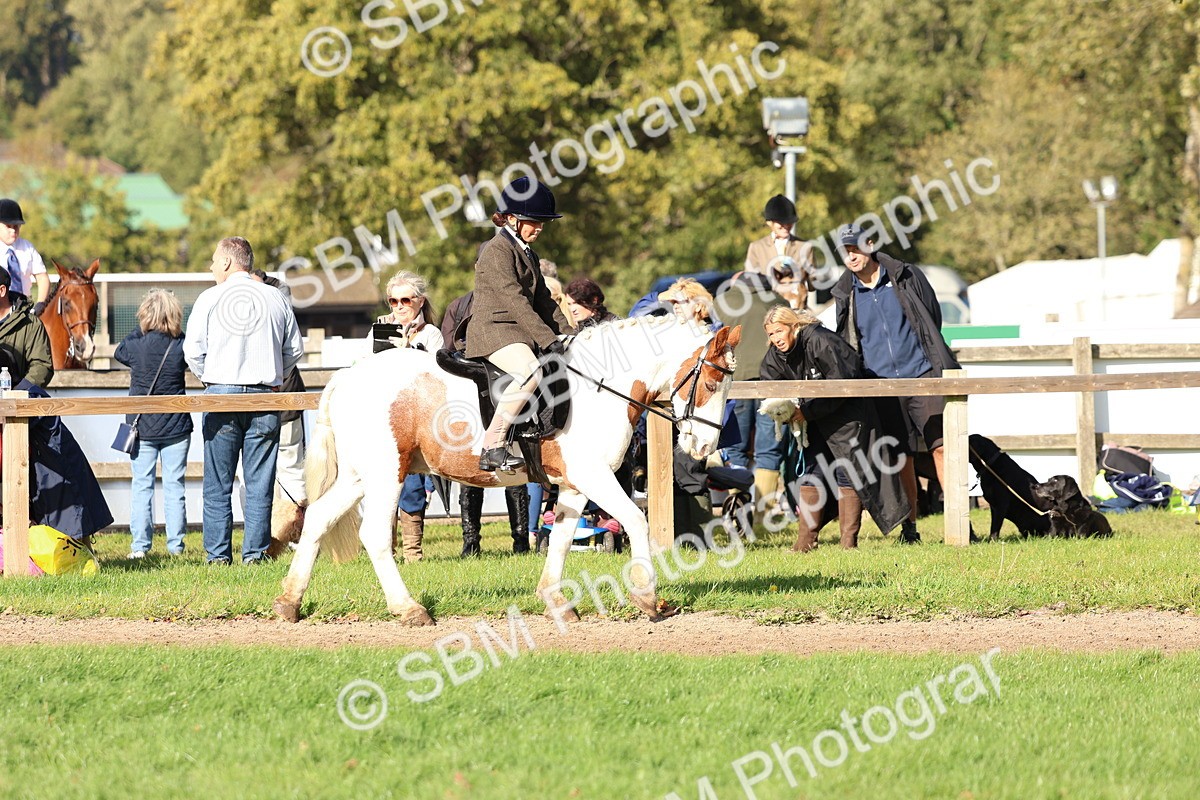 SBM_52363 - S13 - Pony Club Pony