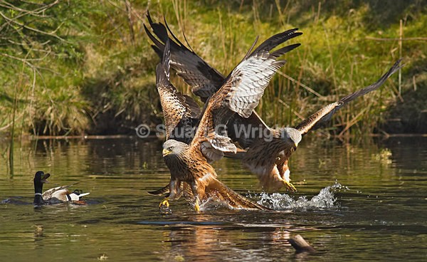 11 - Wild Birds of Prey Inc. Owls