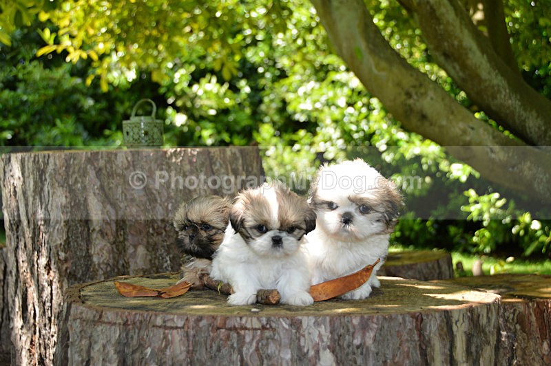  - Shih Tzus