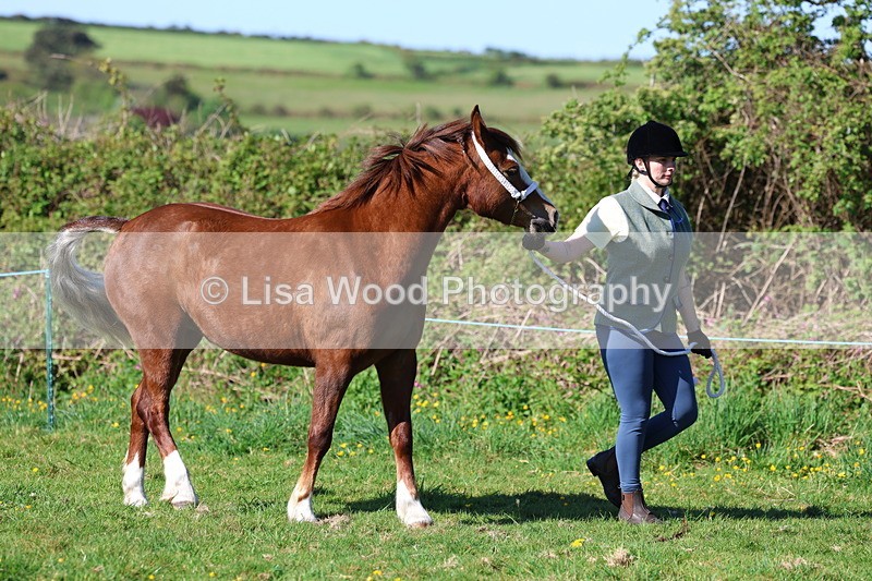 3E7A8515 - Class 13: M & M Large Breeds