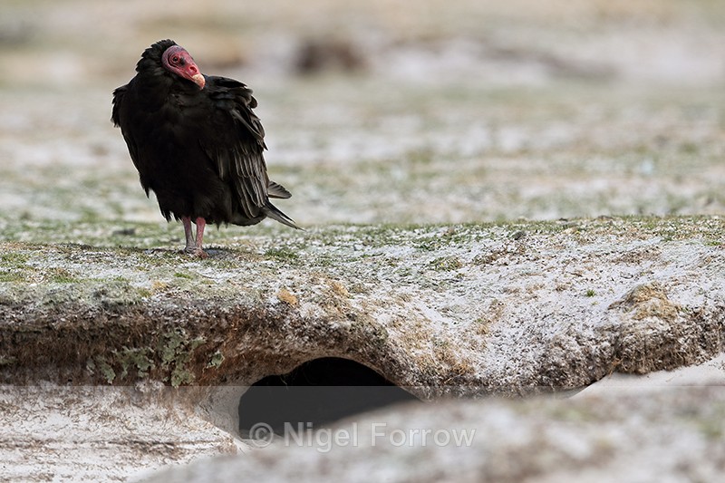 Turkey Vulture near penguin burrow, Volunteer Point, Falklands - Turkey Vulture