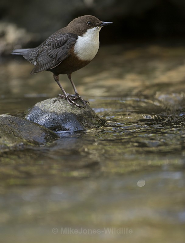 Dippers, North Wales - DIPPERS
