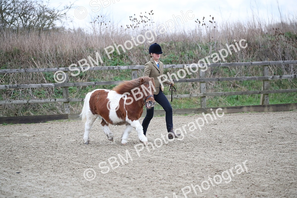 SBM_003921 - Class 1-4 - Young Stock classes Inc. In Hand Championship