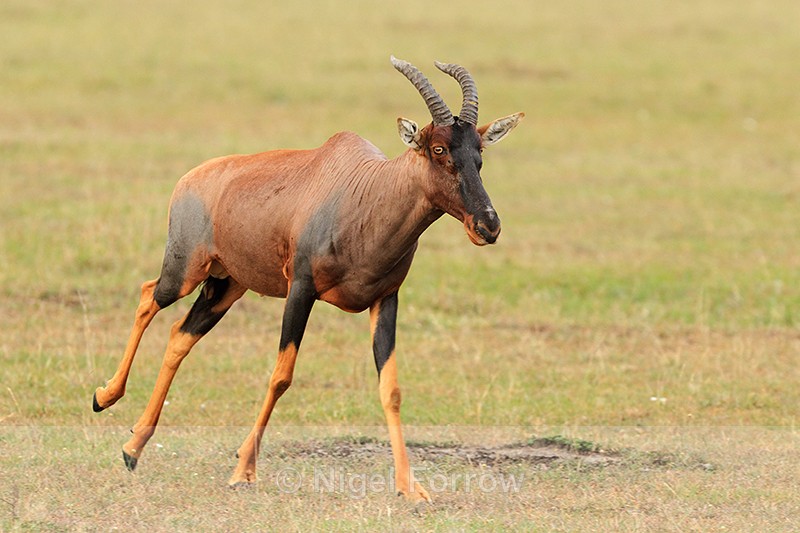 Topi running, Masai Mara, Kenya - Antelope