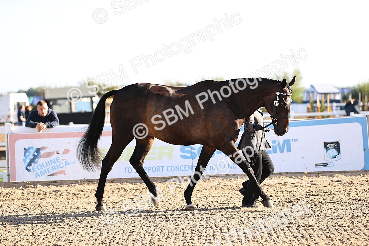 SBM_08314 - Class 401 - IH Veteran Horse